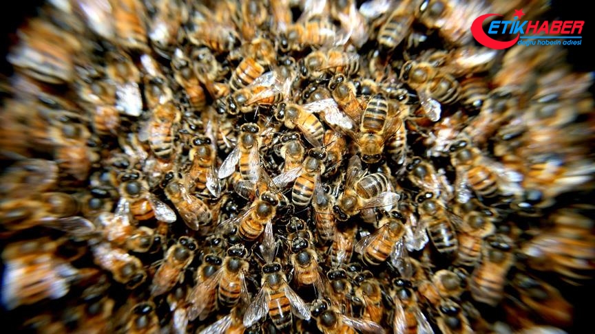 Kilis'te arıların saldırısına uğrayan kadın öldü