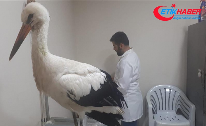 Mehmetçik'in Afrin'de bulduğu hasta leylek tedavi edilecek