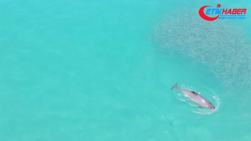 Yunusların balık kovalamacası drone ile görüntülendi