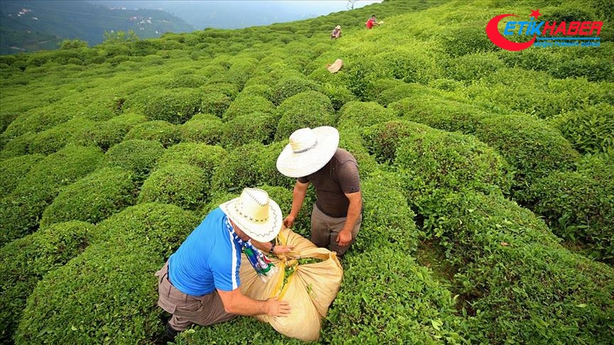 Rize'den 11 ayda 7,2 milyon dolarlık çay ihraç edildi
