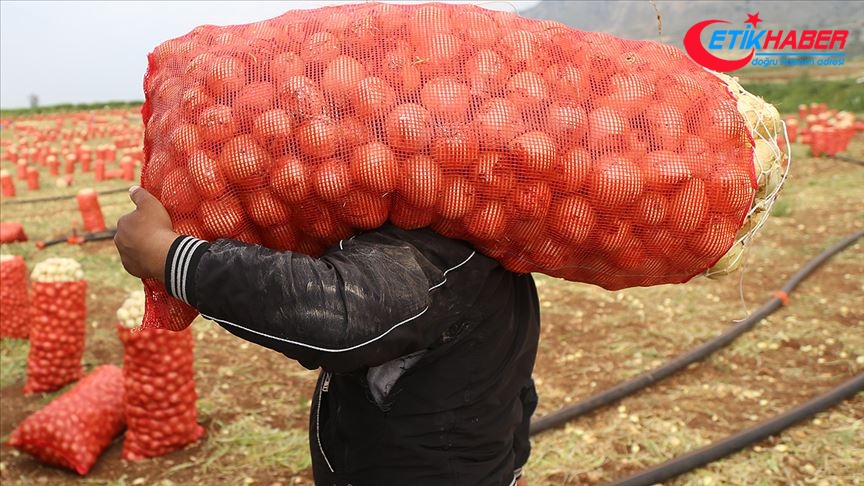 Tarım ve Orman Bakanlığından soğan-patates ihracatına ön izin açıklaması