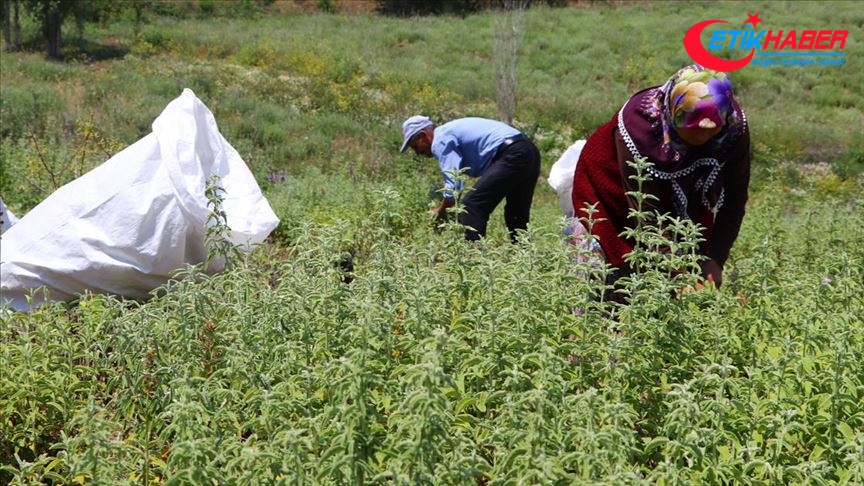Ganos Dağı eteklerinde ada çayı hasadı başladı