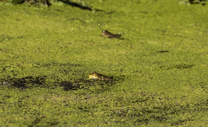 Kızılırmak Deltası Kuş Cenneti'nde pek çok canlı türü görüntülenebiliyor