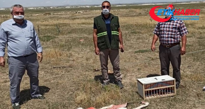 Konya'da suna kuşu ve flamingo katliamına: 13 bin 237 lira ceza