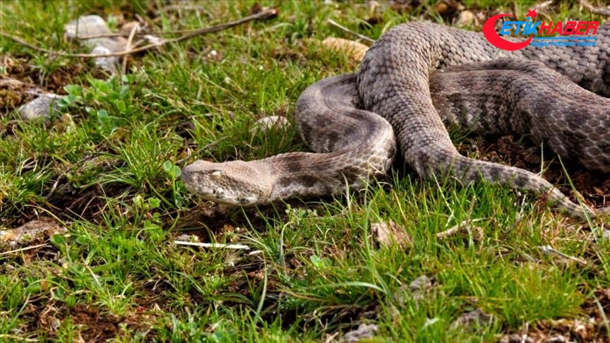 Yılanları öldürmek 'zoonoz hastalıkların önünü açabilir' uyarısı