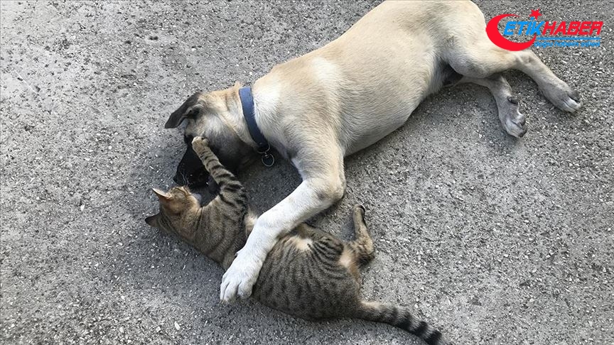 Kedi ile köpeğin şaşırtan dostluğu