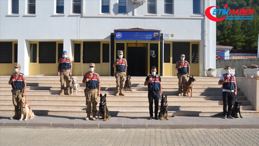 Kahramanmaraş'ta görev yapan 7 hassas burunlu köpek jandarmanın en büyük yardımcısı