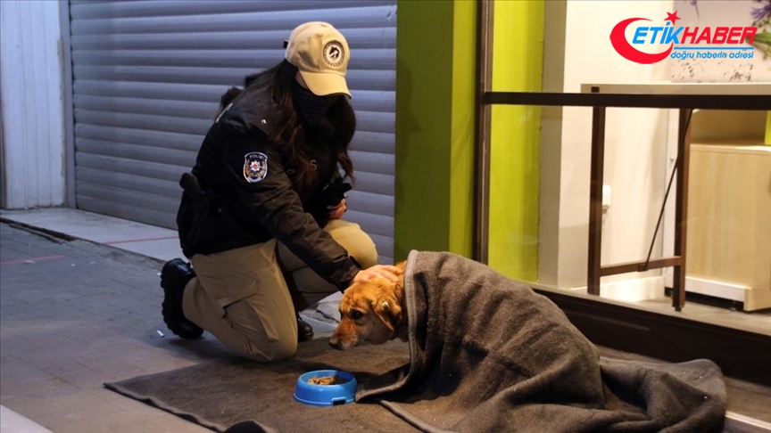 Uşak'ta polis ekipleri bazı sokak hayvanlarını battaniyeye sardı