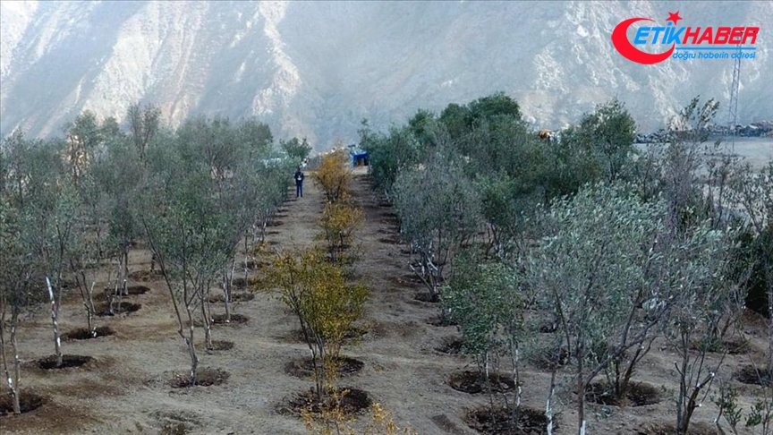 Yusufeli yeni yerleşim yerine taşınan 15 bin ağaç 111 dekar alana dikildi