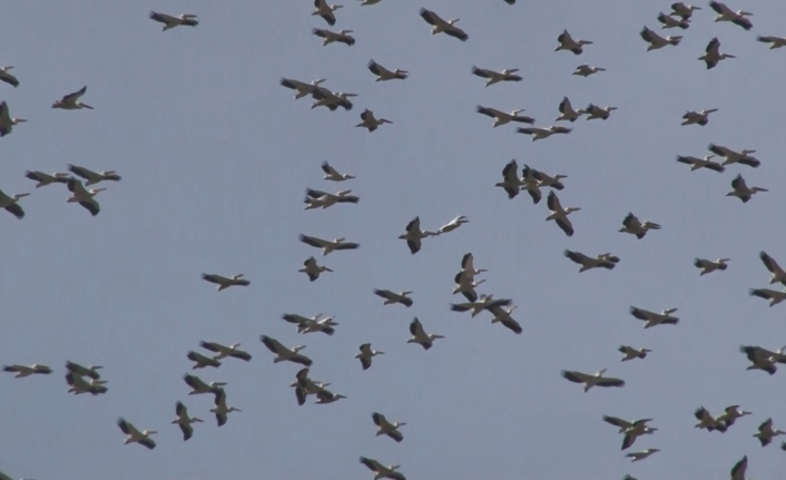 Ak pelikanların gökyüzündeki dansı havadan görüntülendi