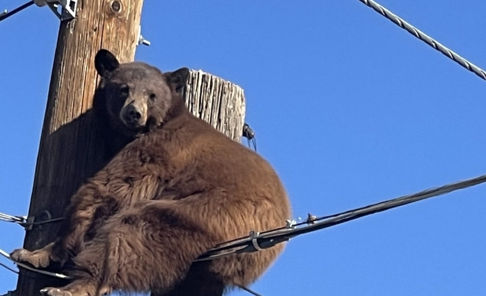 ABD’de elektrik direğinin tepesinde mahsur kalan ayı kurtarıldı