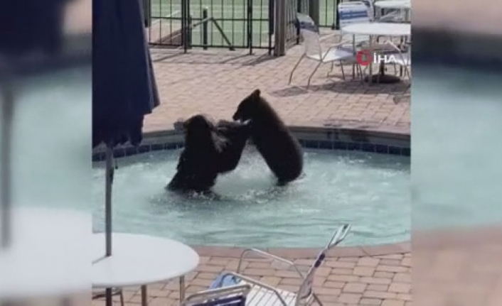 ABD’de sevimli ayılar havuz partisini bastı