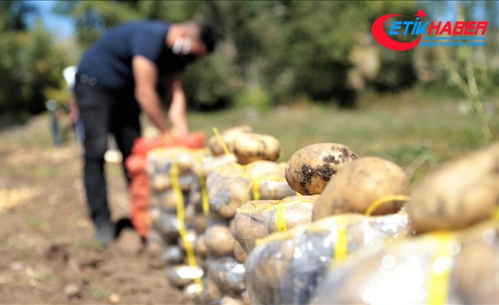 Pasinler Ovası'nda sertifikalı tohumla üretilen patateste kuraklığa rağmen rekolte arttı