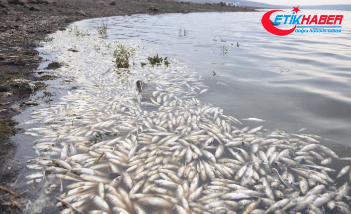 Baraj gölünde toplu balık ölümleri korkutuyor