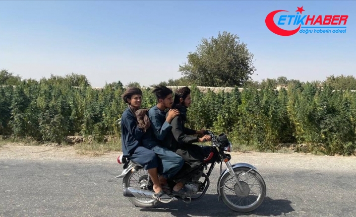 Ekonomik krizdeki Afganistan’da dünya uyuşturucu trafiğinin kaynağı kenevir ekimi sürüyor