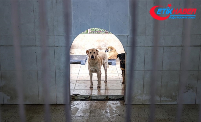 İstanbul'da 6 ayda 9 bin 222 köpek kayıt altına alındı