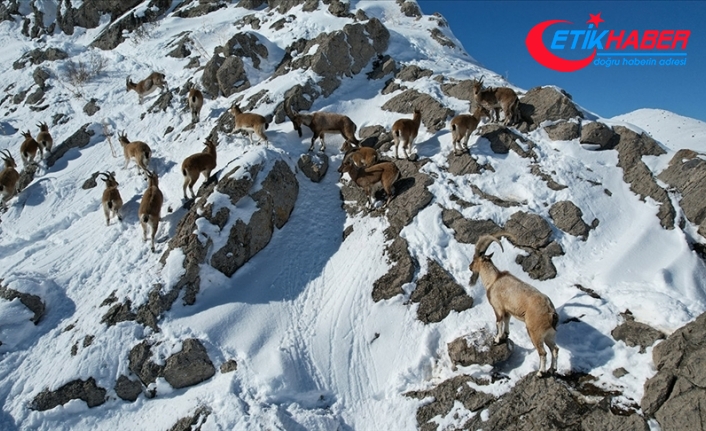 Milli parkta yerleri drone ile belirlenen dağ keçilerine yem bırakıldı