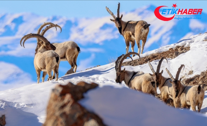 Sürüler halinde görüntülenen yaban keçileri Pagan Dağı'nı canlandırdı