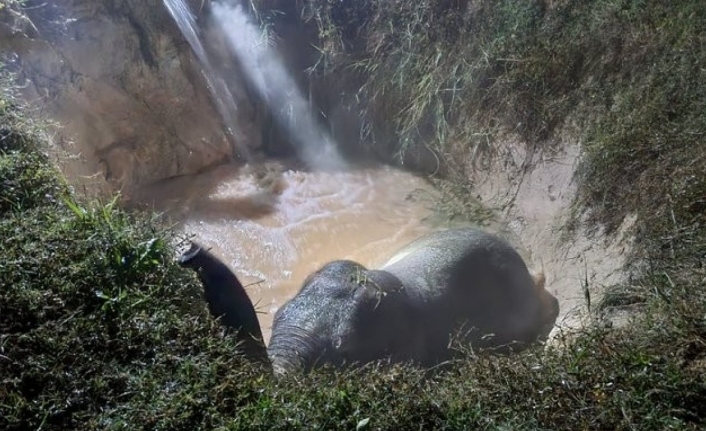 Hindistan’da çukura düşen fil kurtarıldı