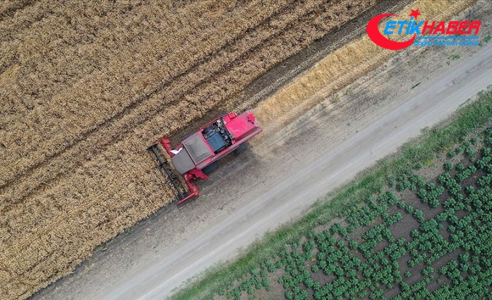 Rusya-Ukrayna gerginliği nedeniyle Türkiye'nin buğday arzında sıkıntı beklenmiyor