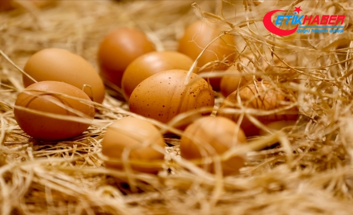Yumurta ihracatçıları gözünü Afrika, Asya ve AB pazarlarına dikti