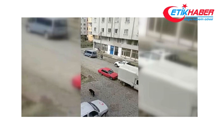 Rize'de sokak köpeklerinin saldırısına uğrayan çocuk kepenge tırmanarak kurtuldu