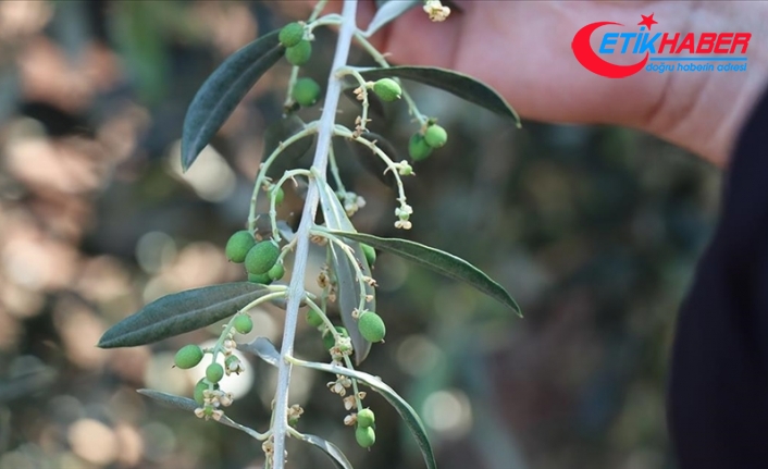 Kilis'te zeytin üreticileri yeni sezondan umutlu