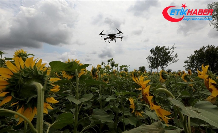 Trakya'da ayçiçeği tarlalarındaki 'çayır tırtılına' karşı dron ile ilaçlama sürüyor