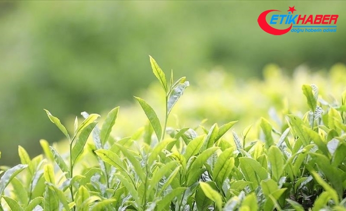 Çay ihracatından 7 ayda 13,2 milyon dolarlık gelir sağlandı