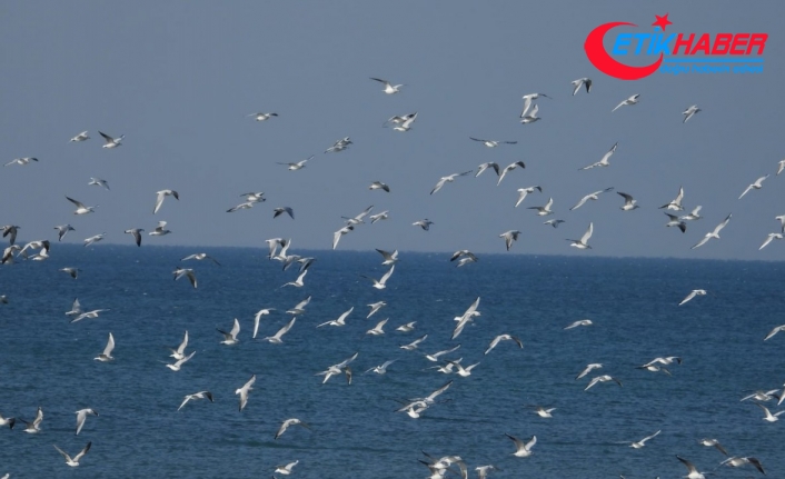 Milleyha Sulak Alanı 302 kuş türüne ev sahipliği yapıyor
