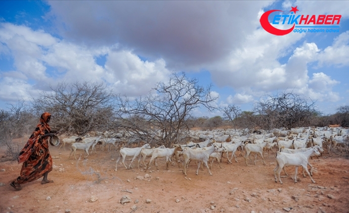 Kenya'da kuraklık nedeniyle 2,6 milyon hayvan ölüm tehlikesiyle karşı karşıya