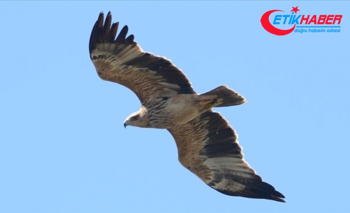 Yalova'daki Hersek Lagünü'nde görülen "şah kartal" ile kuş türü sayısı 253'e yükseldi