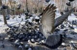 Erzurum, Ağrı, Kars ve Ardahan'da soğuk hava etkisini sürdürüyor